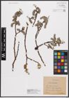 Foto von Salix caprea L.